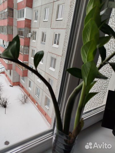 Замиокулькас