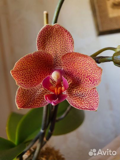 Орхидея фаленопсис Сансет Лав