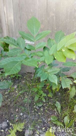 Грецкий орех саженцы