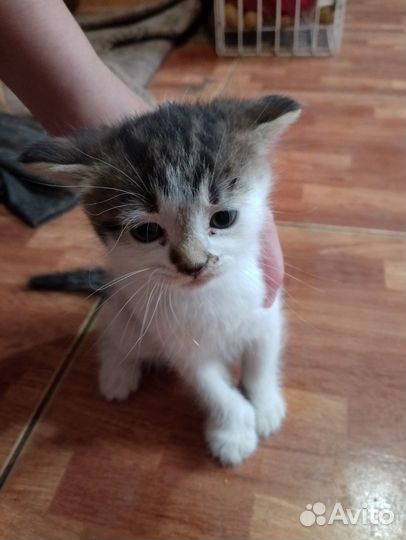Продам котенка