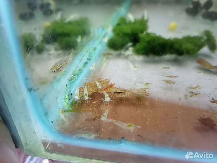 Креветки блю дрим синие белые красные мери