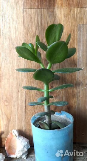 Крассула толстянка