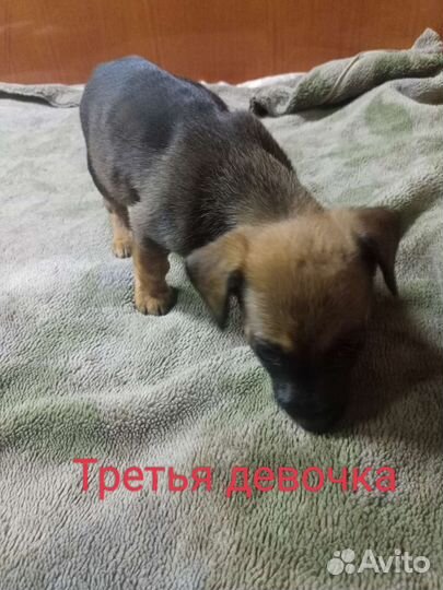 Щенки ищут новых хозяев