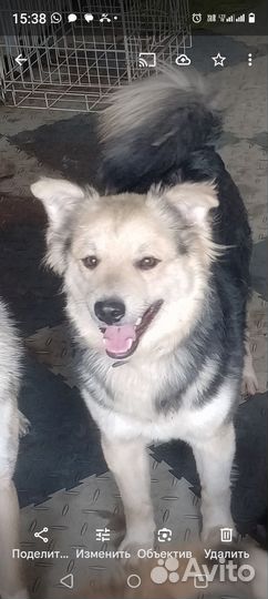 Щенки дворяне