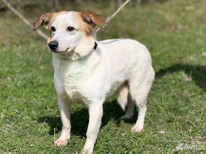 Маленькая собака в дар