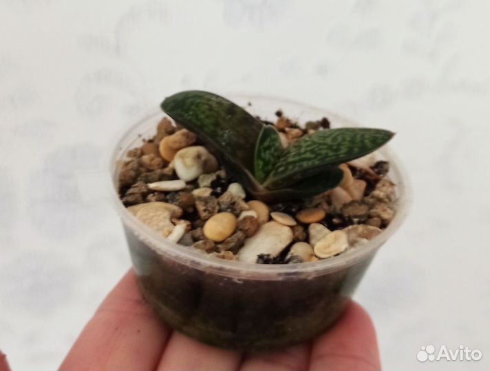 Комнатные растения