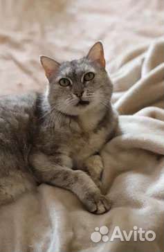 Кошка в добрые руки