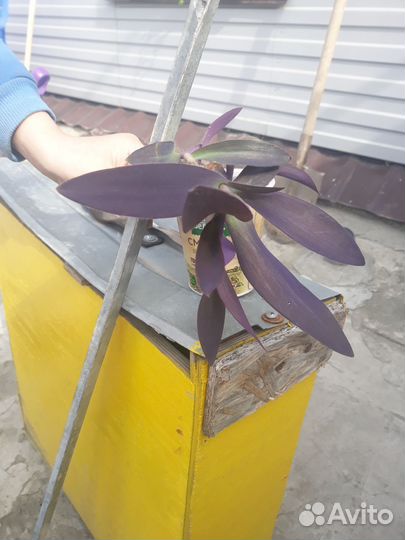 Цветы домашние в горшках