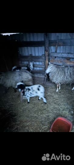 Баран ярка коза