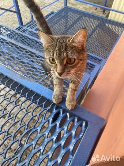 Малышка Изи