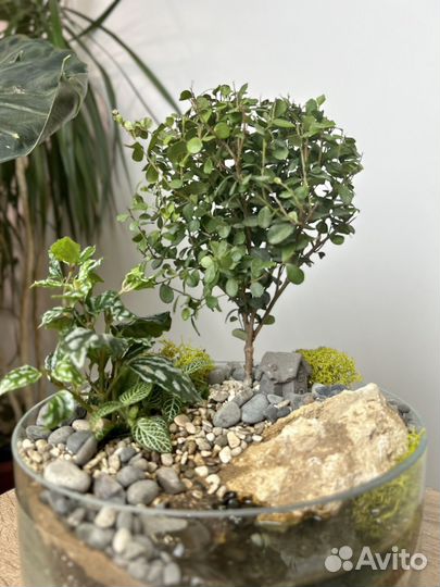Флорариум с бонсай