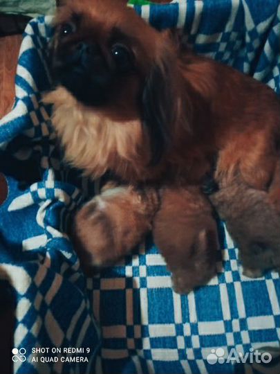 Щенки пекинеса