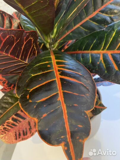 Кротон петра