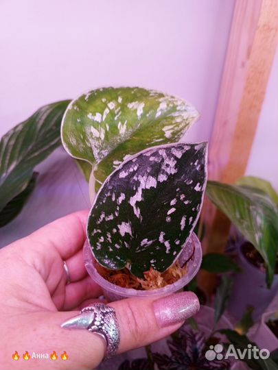 Сциндапсус сильвер энн