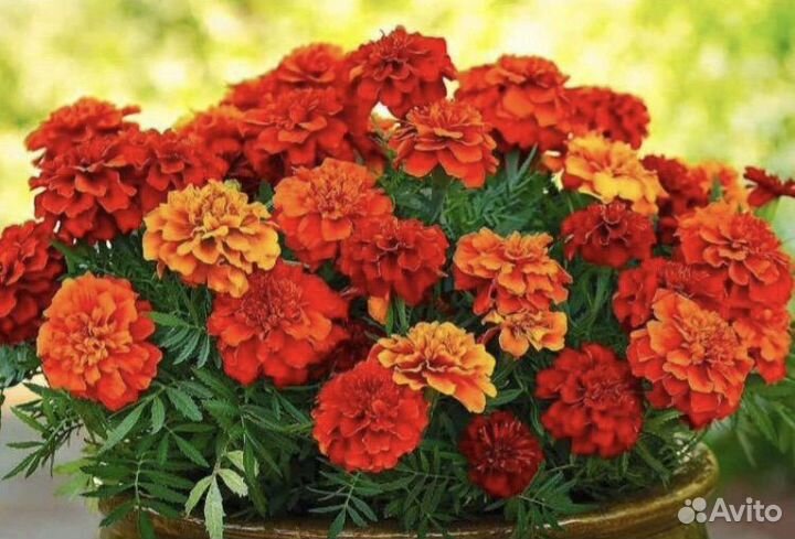 Рассада цветы бархатцы