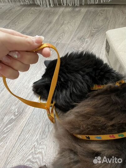 Ошейник и поводок для собаки\кошки