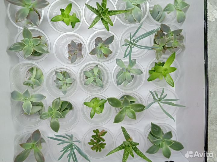 Суккуленты