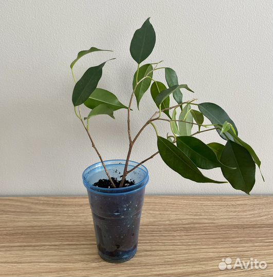 Фикус бенджамина