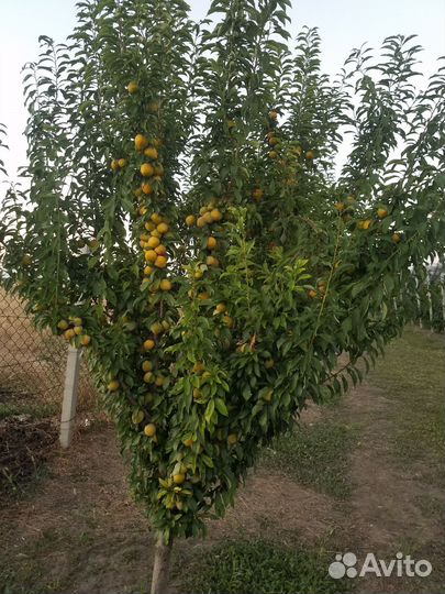 Яблоки гала