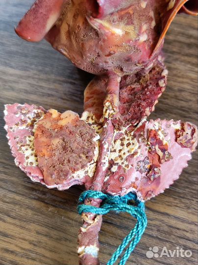 Роза Карловы Вары окаменевшая