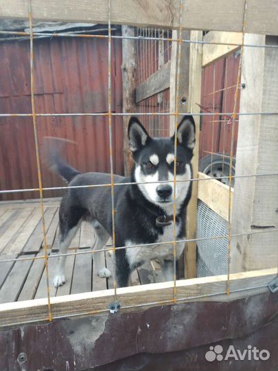 Сибирский хаски