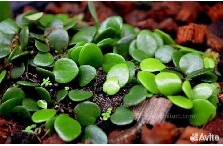 Папоротник Lemmaphyllum microphyllum