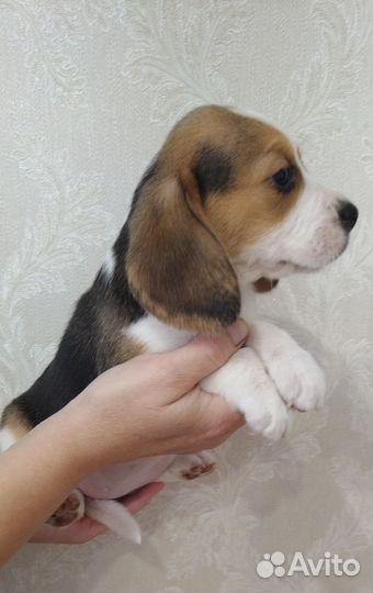 Щенки бигль