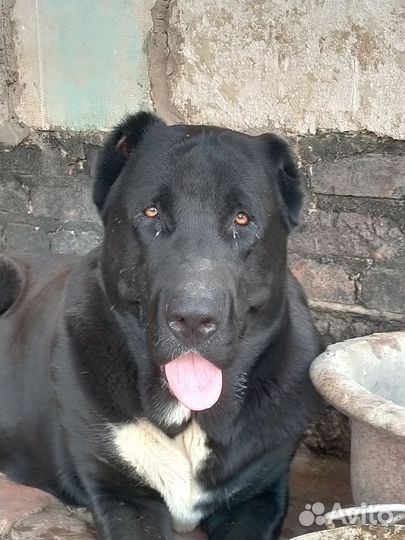 Среднеазиатская овчарка