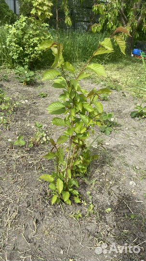 Саженцы черешни