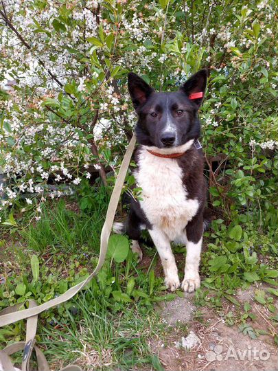 Отдам собаку в добрые руки