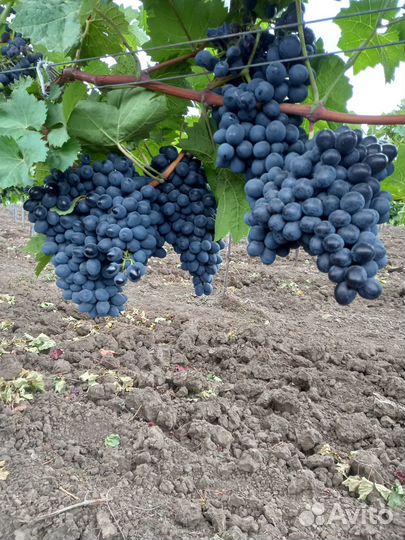 Виноград Саперави и Молдова