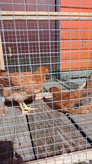 Кучинская юбилейная куры