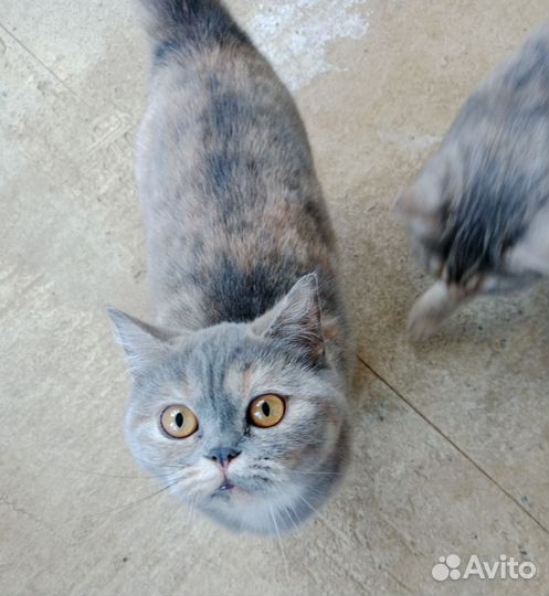 Британская кошечка