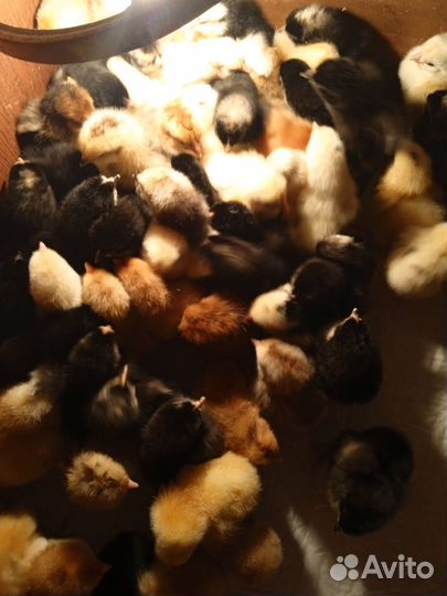 Цыплята разных породистых кур