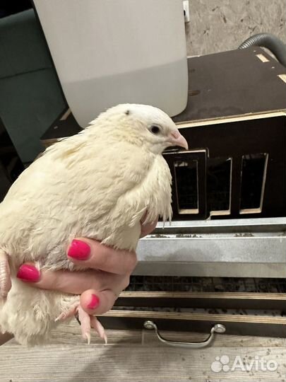 Перепелки несушки