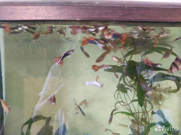 Гуппи рыбки