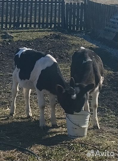 Телята телочки