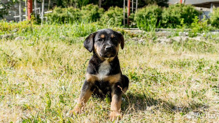 Щенята в дар