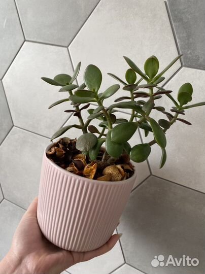 Толстянка. Денежное дерево