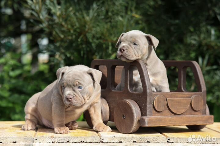 Американский булли стандарт