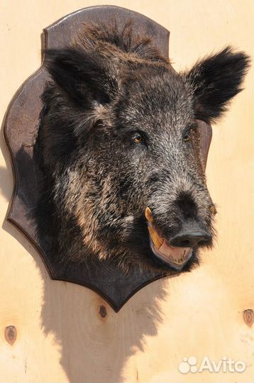 Чучело головы кабана