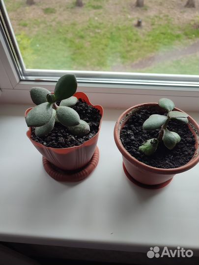 Толстянка (денежное дерево)