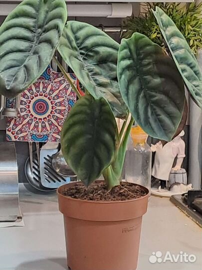 Алоказия Ред секрет