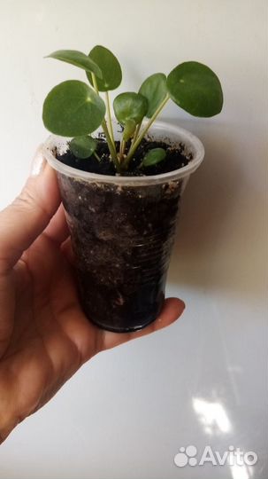 Комнатные цветы