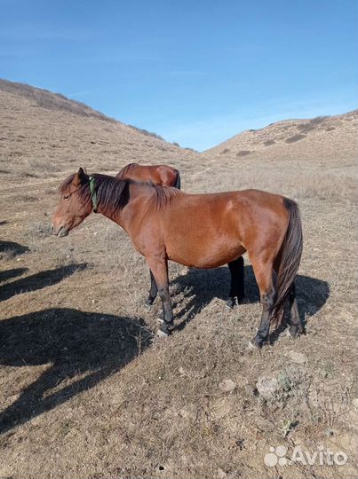 Кабыла с жеребенком