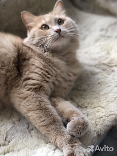 Кот в дар бесплатно