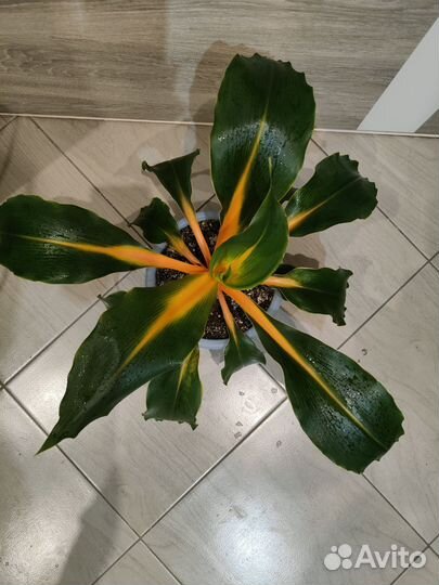 Хлорофитум Green Orange