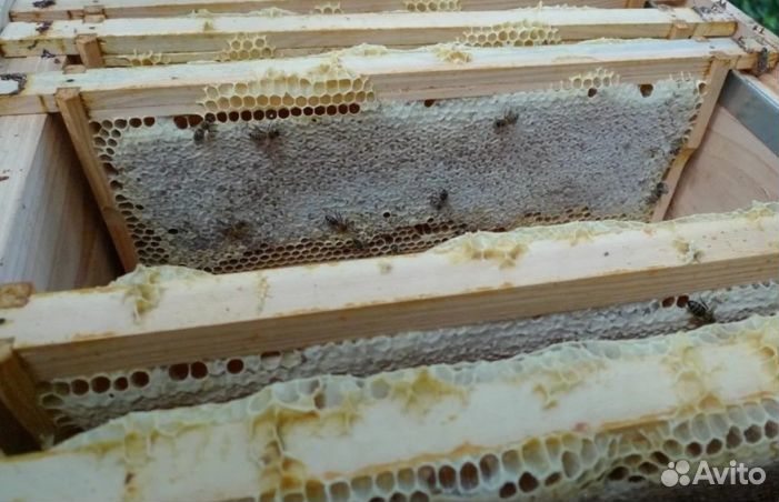 2023 года Мёд Алтайский опт