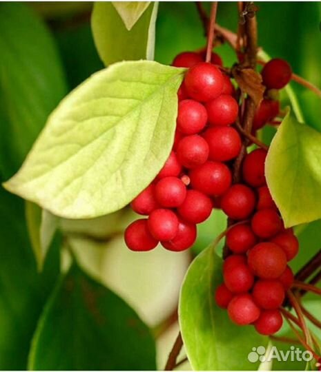 Лимонник китайский