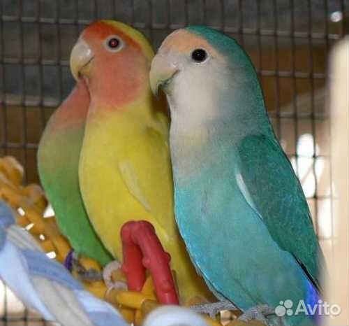 Голубые неразлучники, птенцы